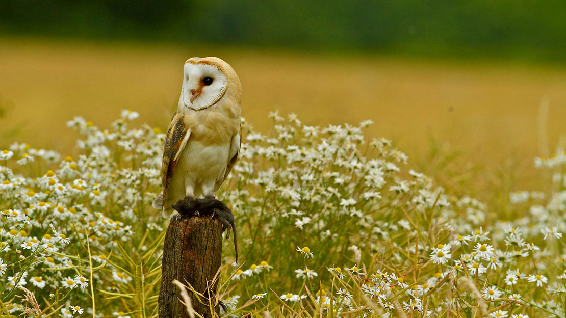 Barn owl holding caught prey on post in grassland with oxeye daisies in the background
