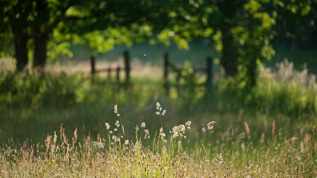 Cocksfoot grass growing in grassland