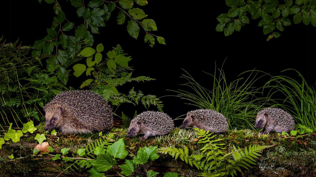 Hedgehog family at night