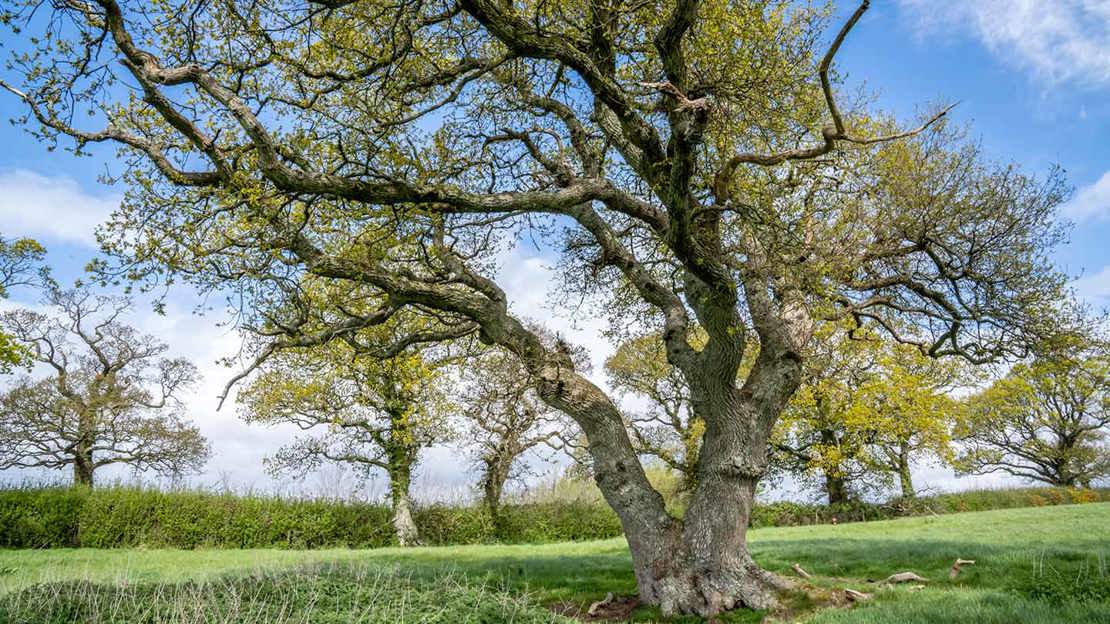 Solitary tree Coombe Farm Wood, spring