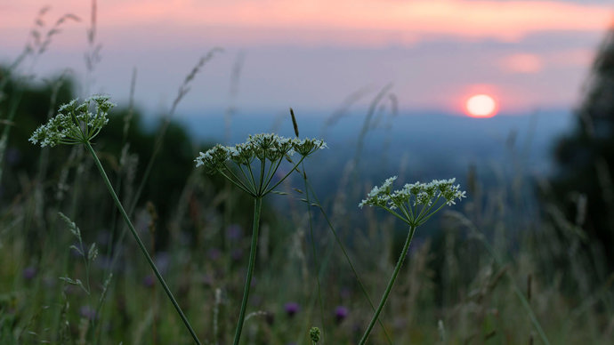 Wildflowers growing in unimproved grassland against sunset at Lineover Wood