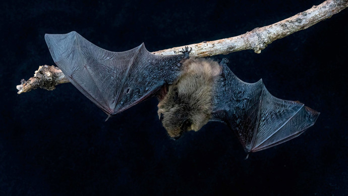 Common pipistrelle bat hanging upside down