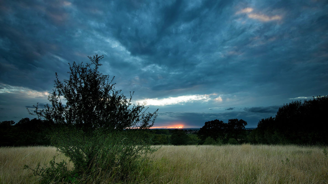 Grassland at sunset with a shrub in the foreground
