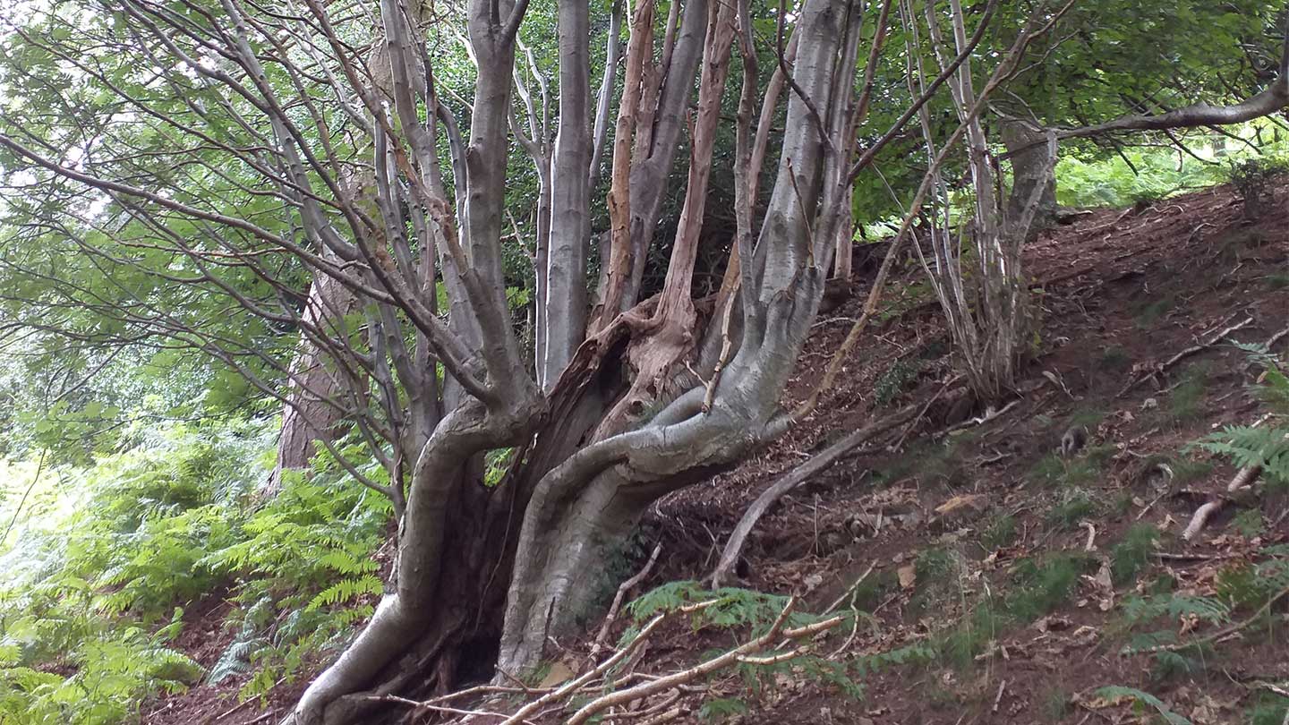 Uncovering Ancient Trees - Woodland Trust