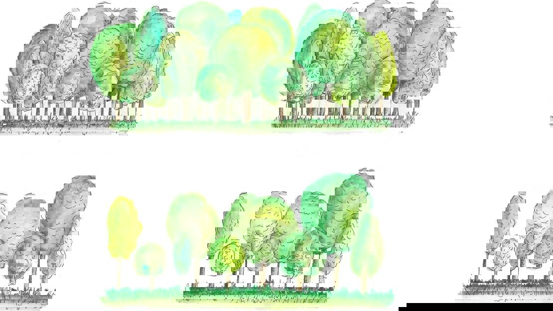 An illustration of green trees in a close group above a second illustration of fewer green trees with more space between them