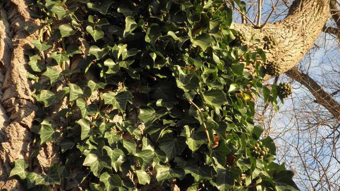 Ivy on a tree