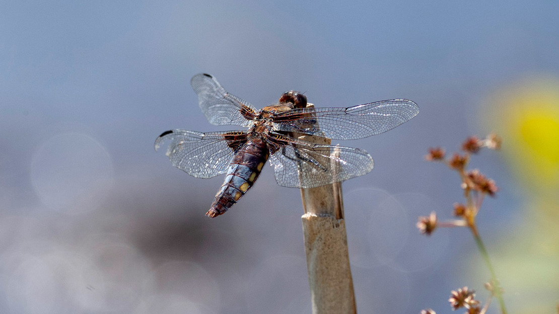 Broad-bodied chaser dragonfly resting