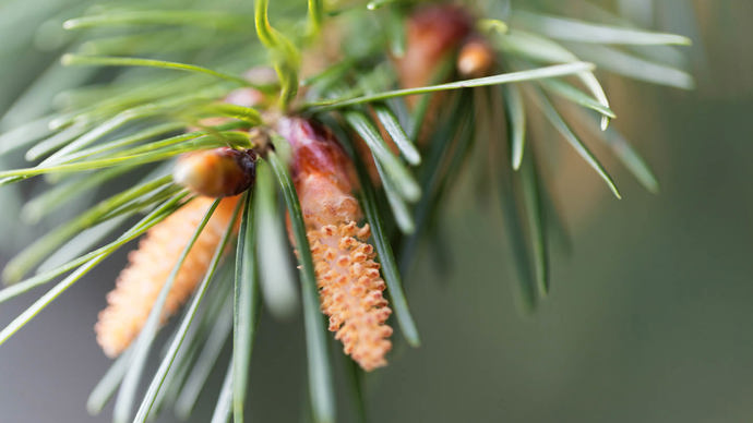 Douglas fir flowers