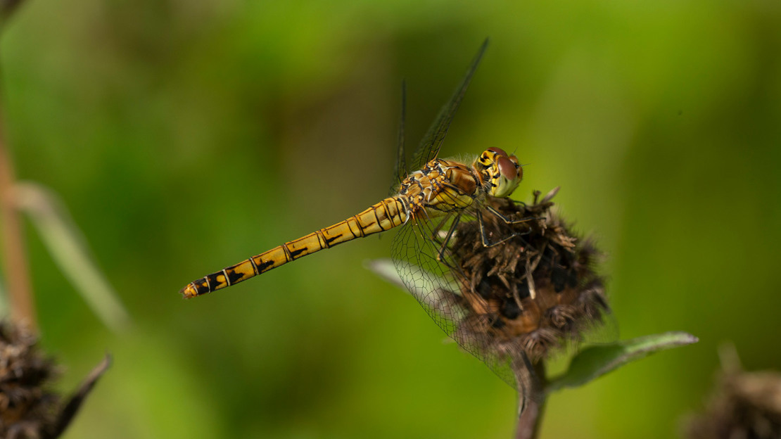 Common darter dragonfly
