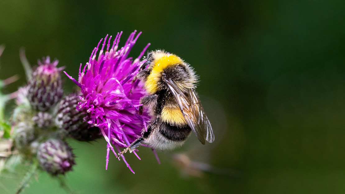 Male White-tailed bumblebee (Bombus Lucorum) on a thistle