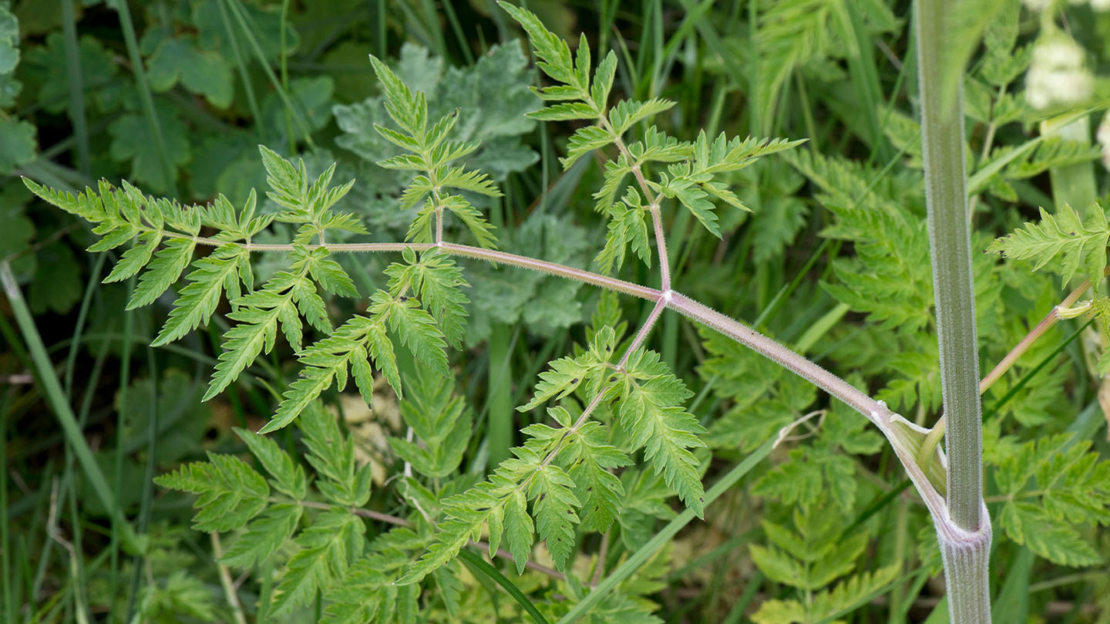Cow parsley leaves
