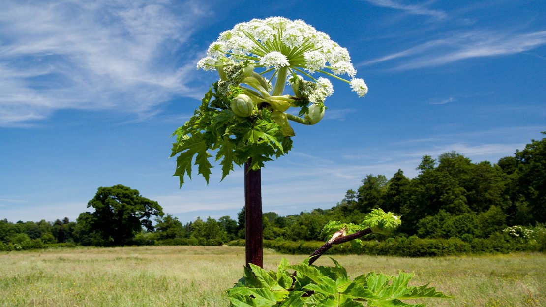 Giant hogweed flower head with white flowers