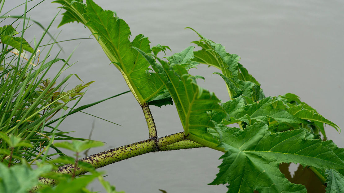Hogweed leaves up close