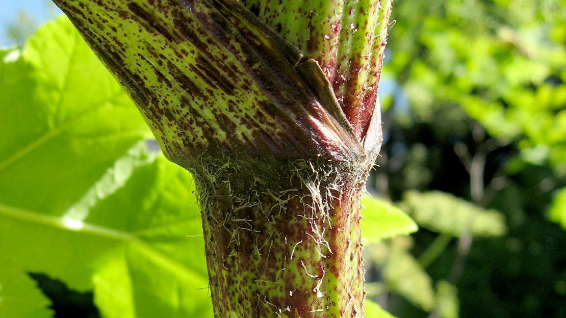 Close up of a Giant Hogweed stem with purple spots