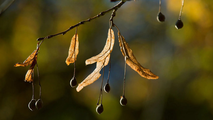 Large-leaved lime fruits and bracts