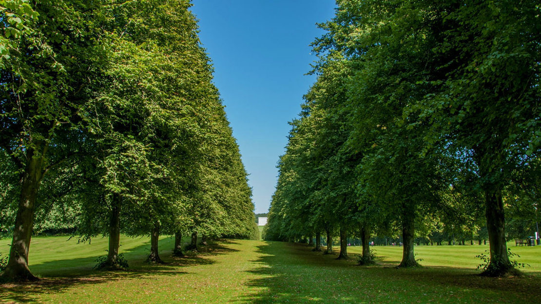 Large-leaved lime in long rows