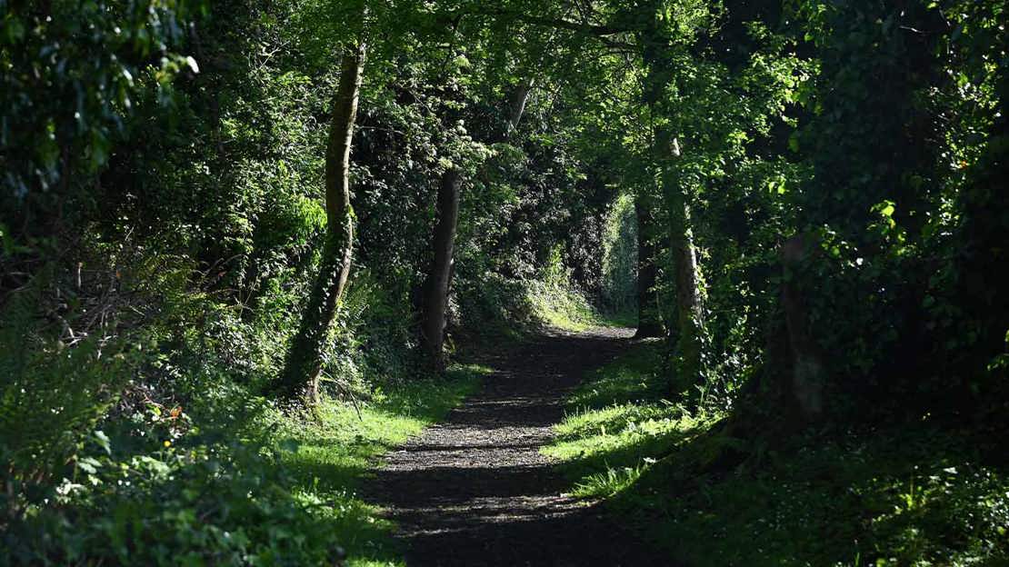 Sun filtering onto densely wooded path
