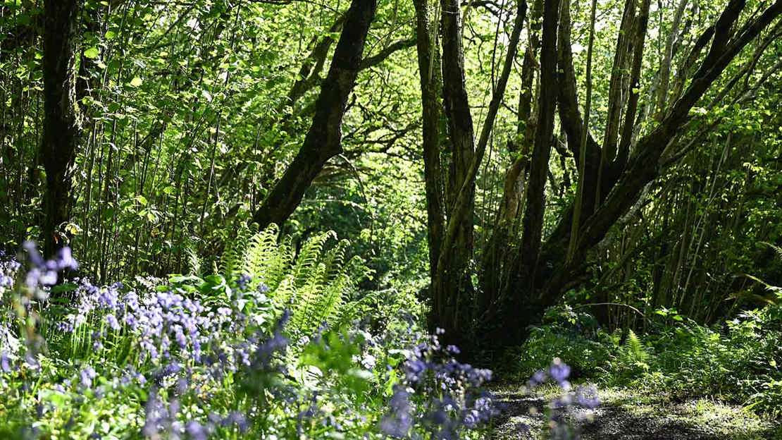 Wooded path surrounded by bluebells