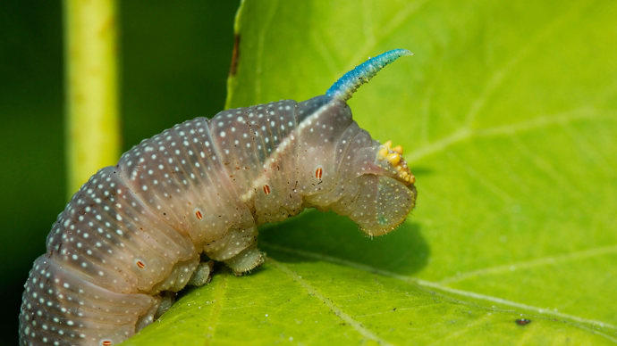Lime hawk moth caterpillar on large-leaved lime