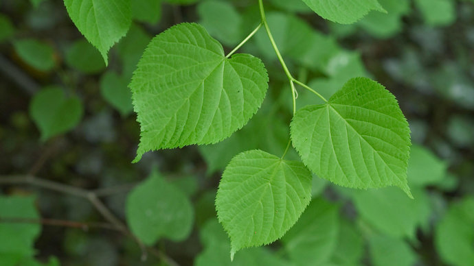 Large-leaved lime leaves
