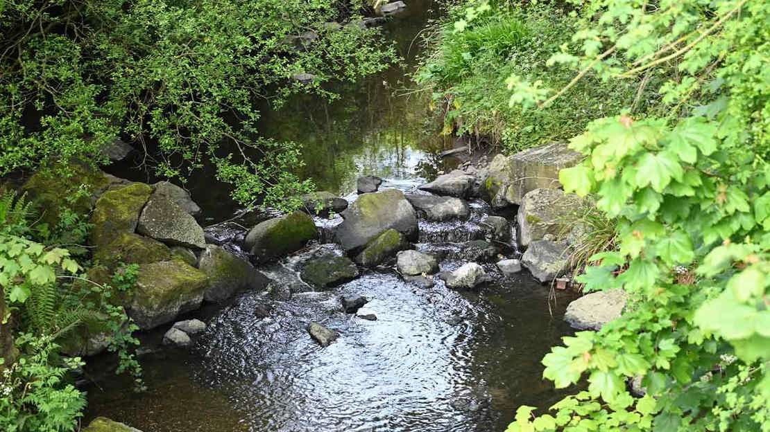 Stream in a wood