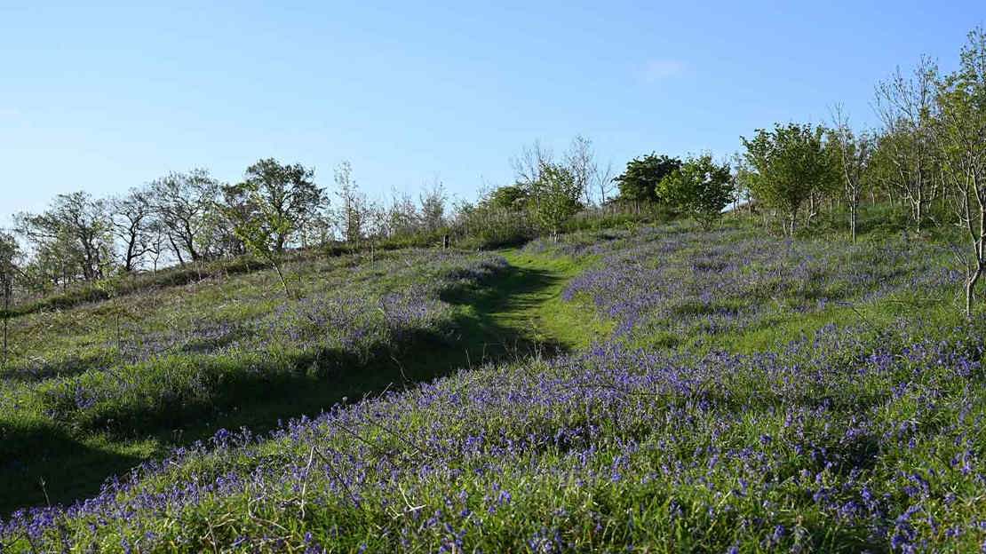 Path through bluebells on a hill