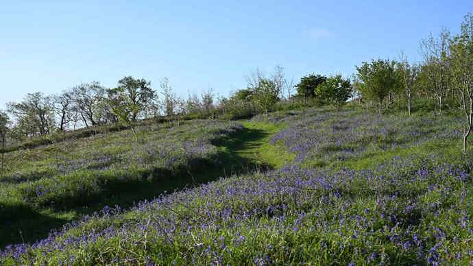 Path through bluebells on a hill
