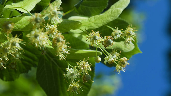 Large-leaved lime flowers