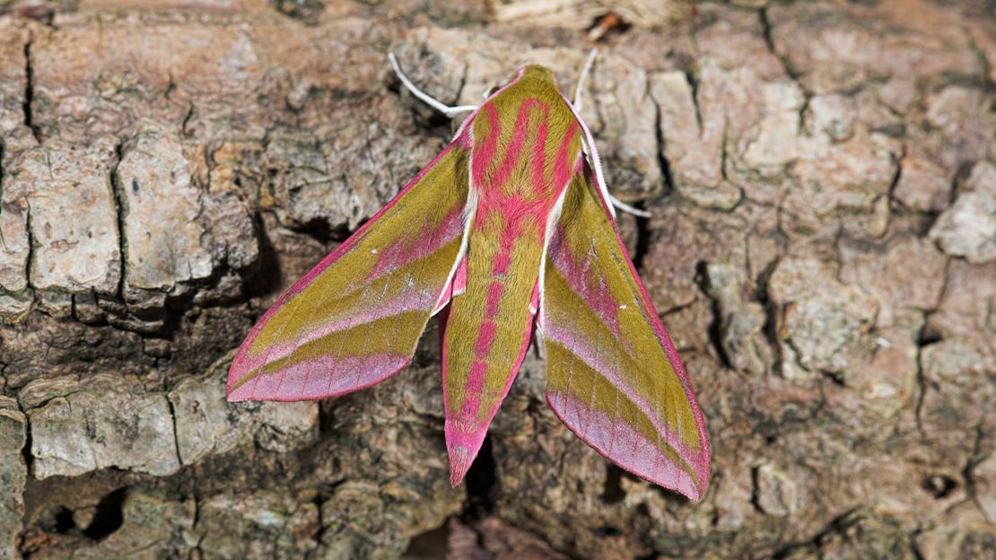 Yellow and pink Elephant hawkmoth resting on tree trunk bark