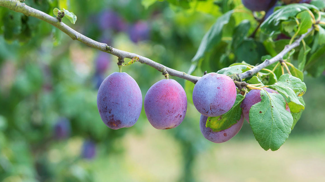 Plum tree ripe fruit close-up