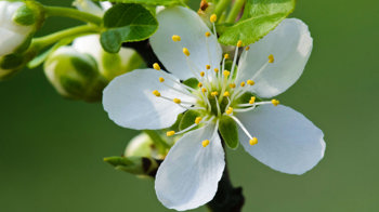 Plum flower close-up