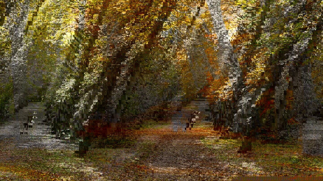 Two people in coats walk on a long path between tall trees with green, yellow and orange leaves