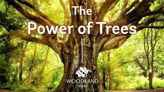 The Power of Trees assembly opening slide