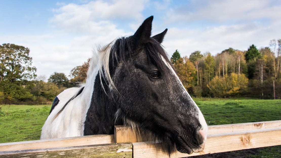 Horse looking over a fence
