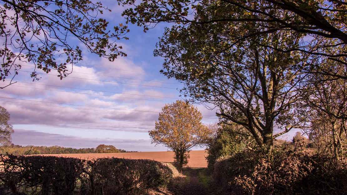 Autumn light illuminates a field with a single tree in the distance