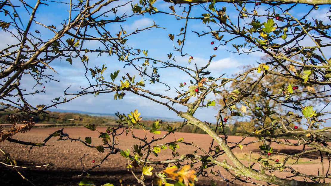 Looking through branches to field