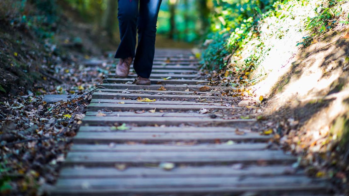 Wooden path