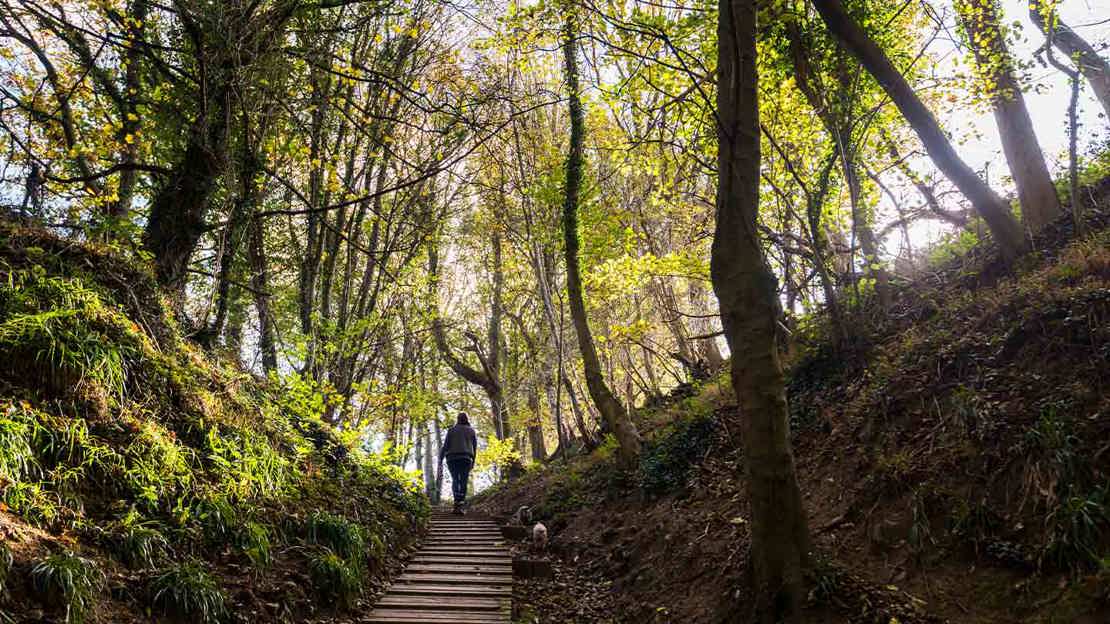 Walker going up wooden path