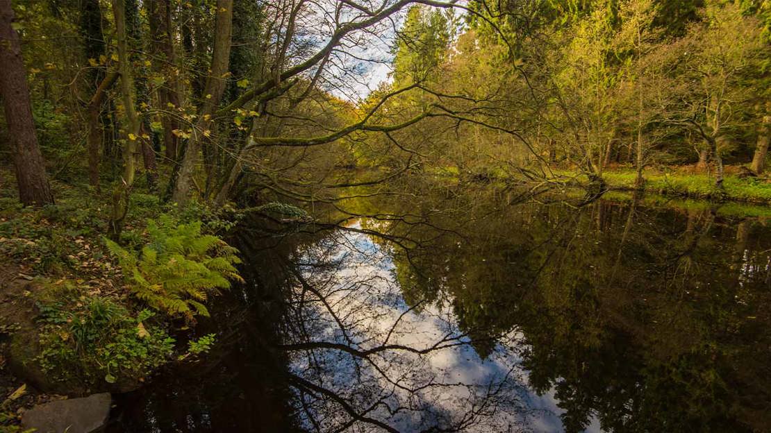 Trees reflected in water