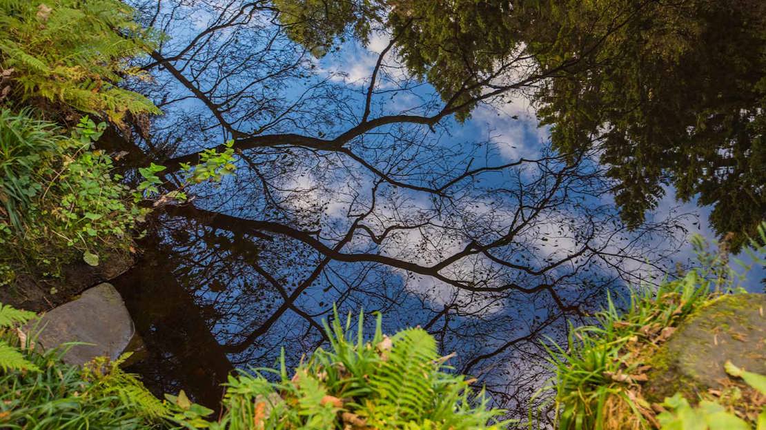 Trees Reflected In Lake