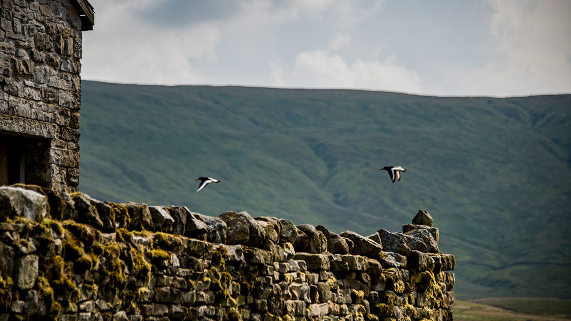 Oystercatchers flying over a dry stone wall at Snaizeholme