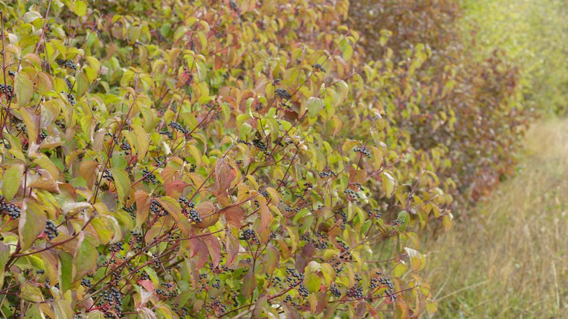 Dogwood (Cornus Sanguinea) Fruits And Leaves In Autumn