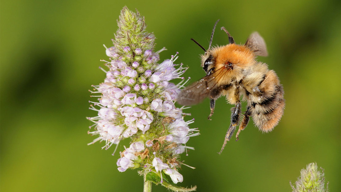Common Carder Bee in flight