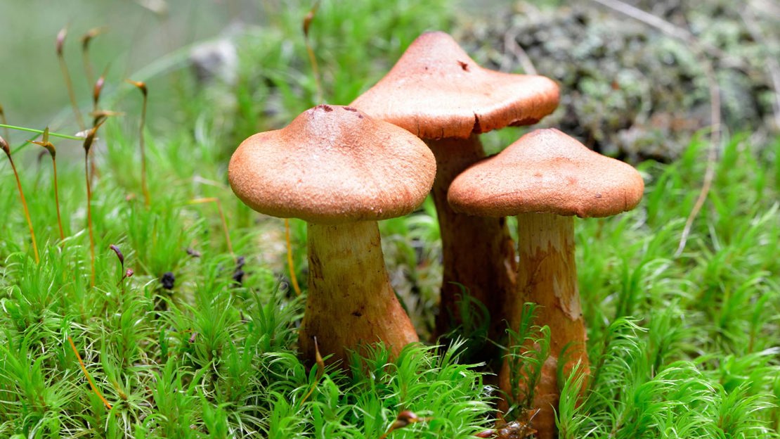 Three deadly webcap fungi