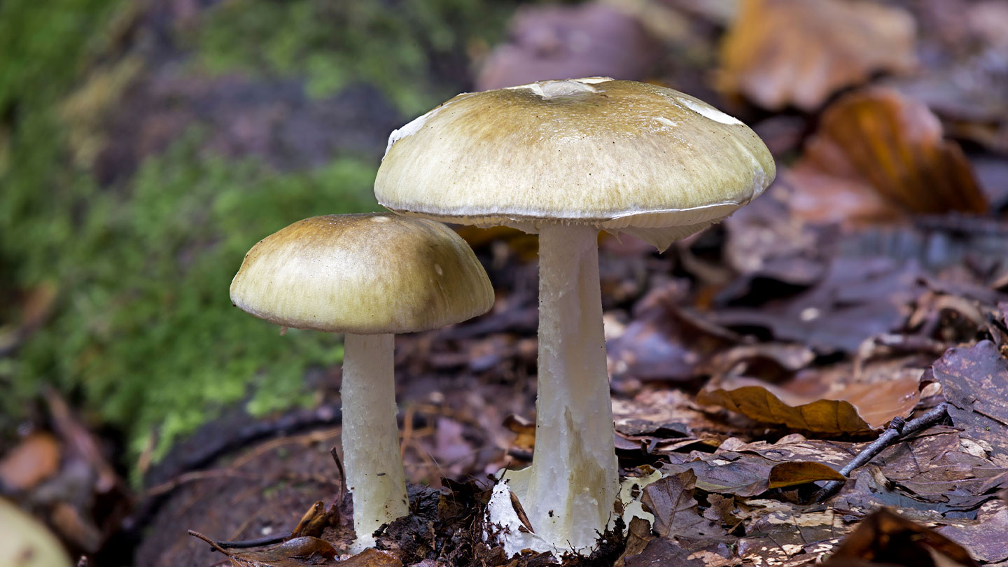 what do mushrooms look like magic