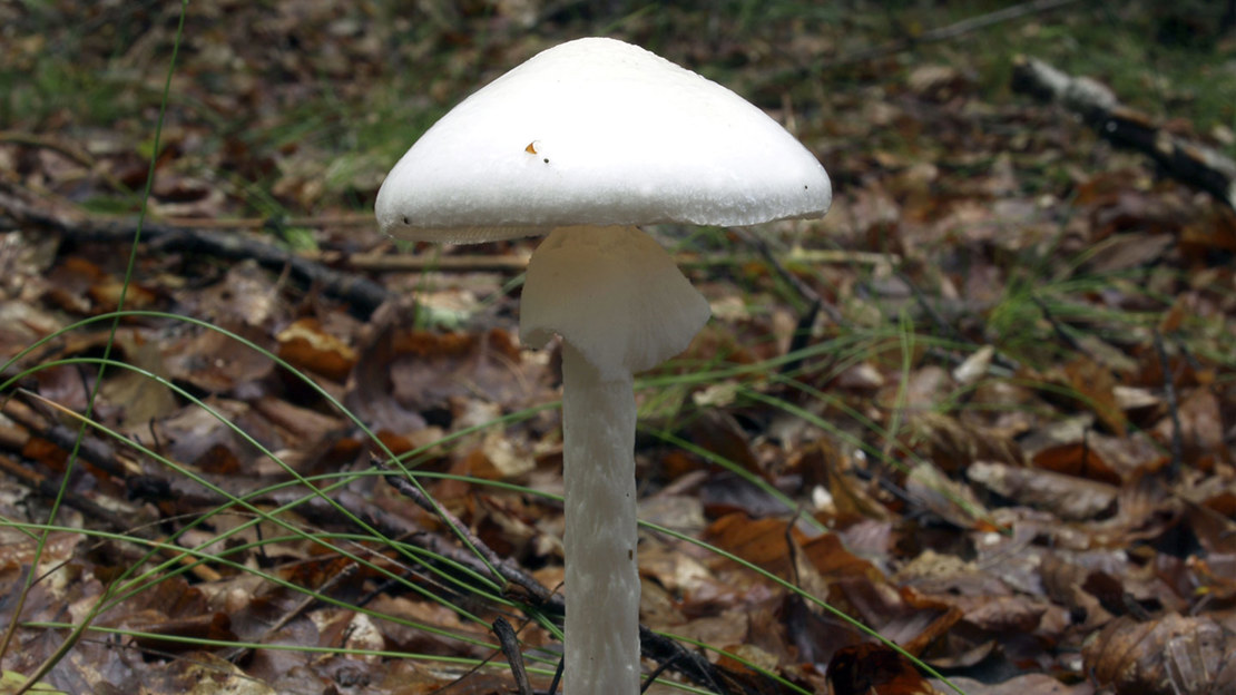 Destroying Angel fungi