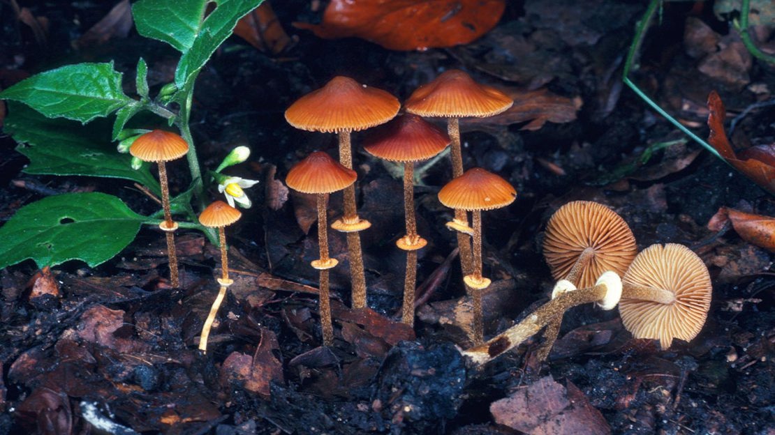 Group of Fool's Conecap fungi