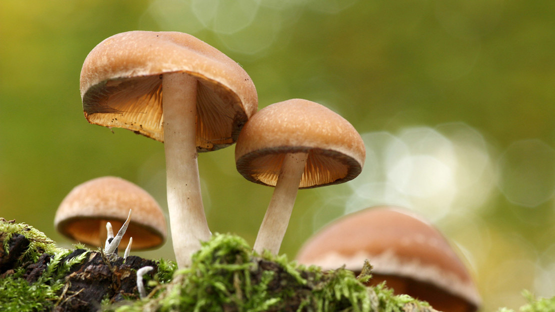 Funeral Bell fungi