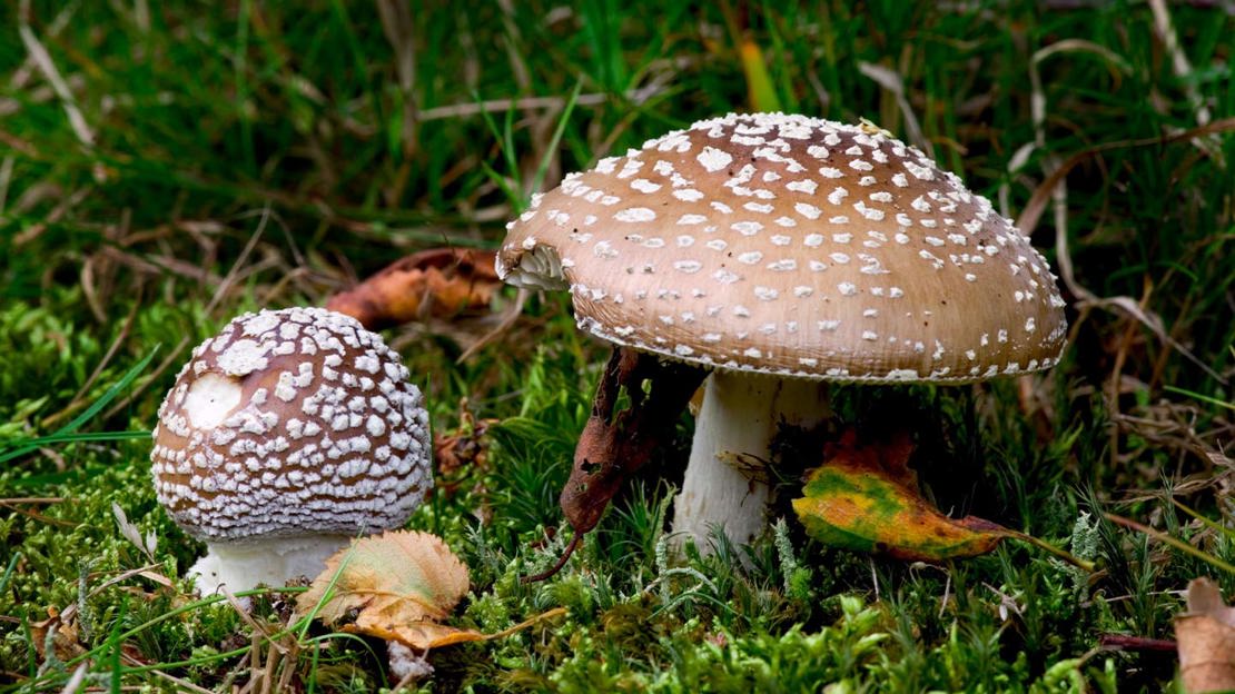Panther cap fungi