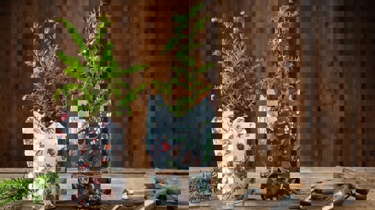 Two saplings with pots wrapped in Christmas paper and tied with string